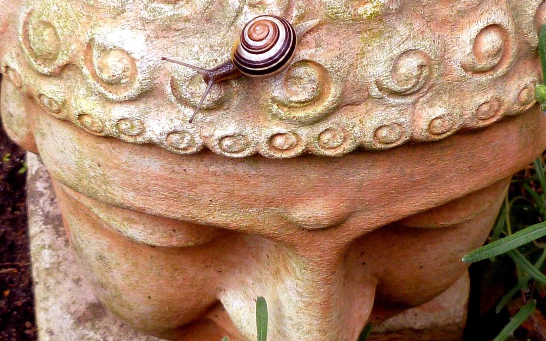 Conches | Image d'un escargot sur une statue de Bouddha